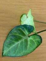 Syngonium podophyllum, bewurzelter. Steckling