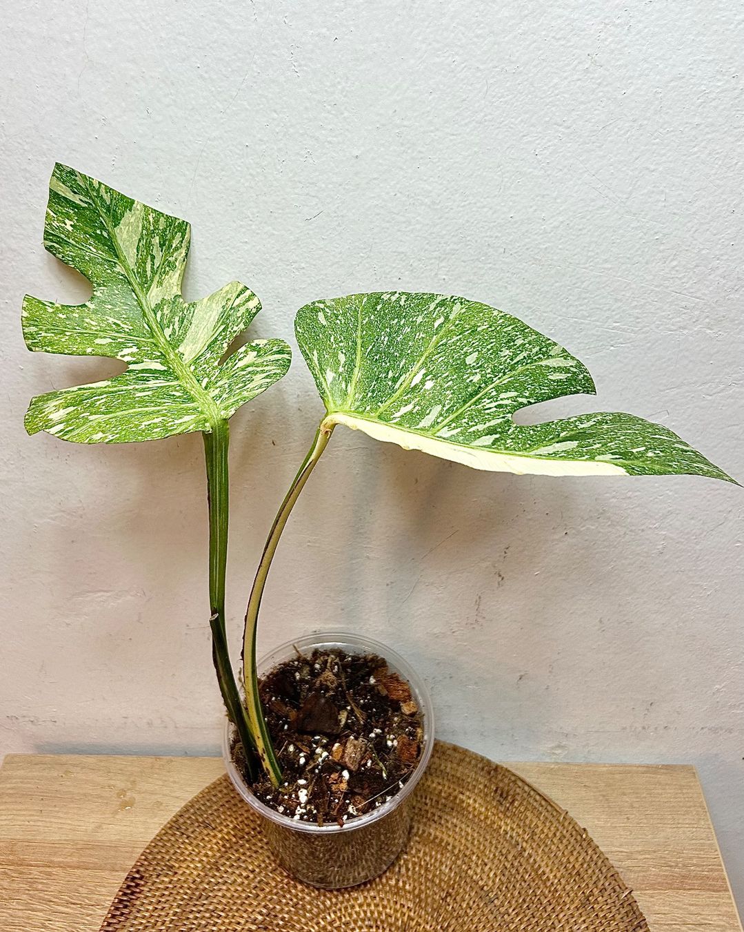monstera peru adult Monstera sp. 'Peru' main image 1