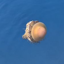 Profile image of Hubcio