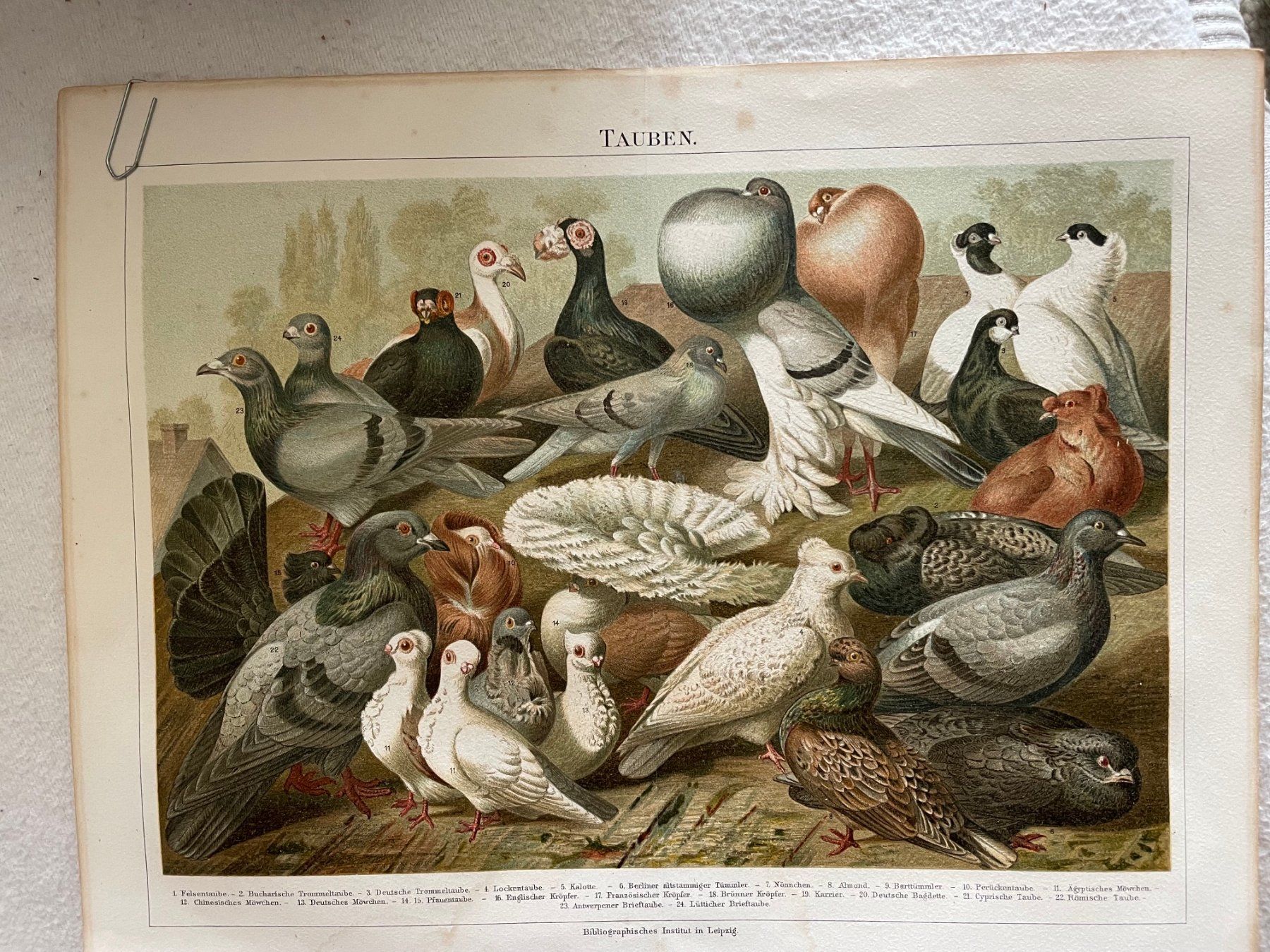 Libri: 3 Doppelseiten aus einem alten Buch mit Vogelillustrationen – Usato da Zürich venduto da aannnnaa48 2