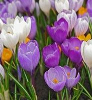 20 zwiebeln Krokus MIX 🏵 20 bulbes Crocus MIX 🏵 20 bulbi‪‪