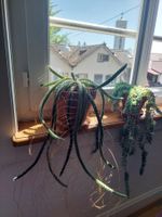 Seltene Hänge-Kaktus Sukkulente, exotisch und pflegeleicht!