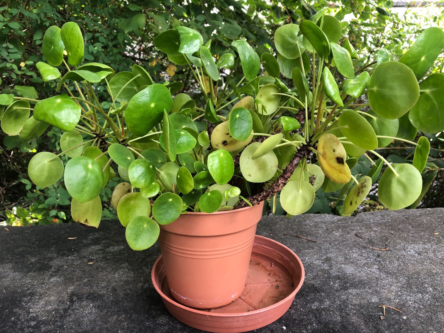 Pflanzen & Samen: Ufopflanze chinesischer Geldbaum Pilea – Gebraucht aus Zürich von peterle01