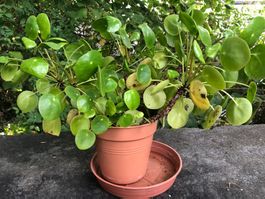 Ufopflanze chinesischer Geldbaum Pilea