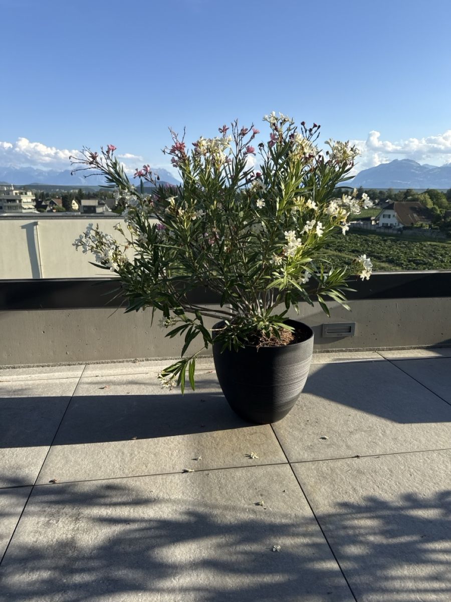 Piante & sementi: Oleander – Usato da Widnau venduto da dobe99