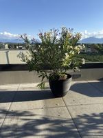Oleander