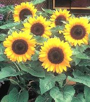 25 SAMEN Sonnenblume BIG SMILE GRAINES SEMI SEEDS‪