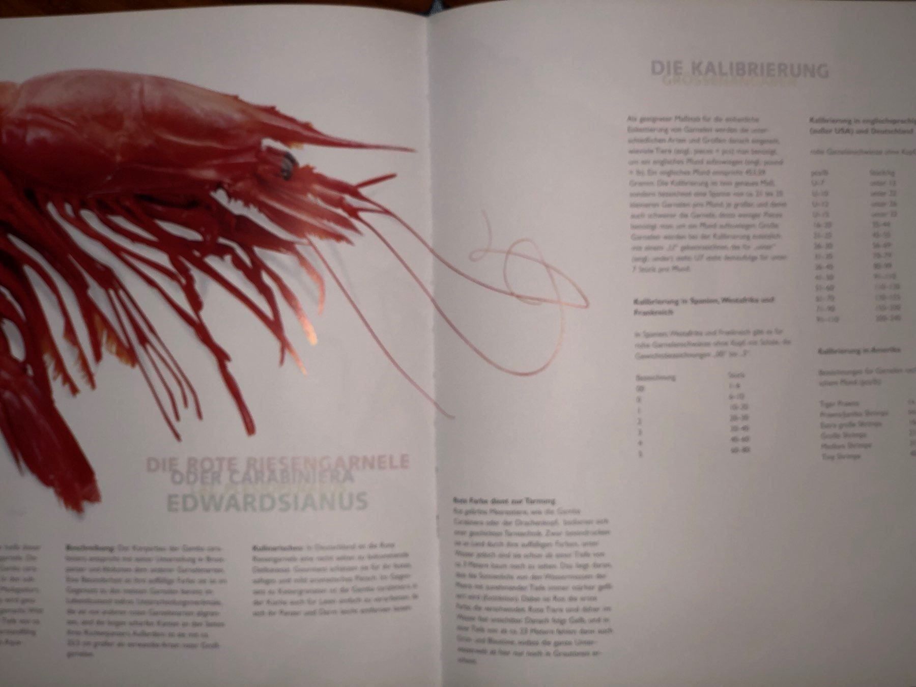 Libri: Die See – Nuovo (secondo la descrizione) da Kollbrunn venduto da sHo01 2