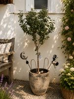 Der rote Birnenbaum im dekorativen Topf
