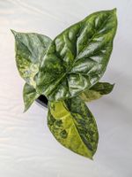 🌱 Alocasia Sinuata Aurea