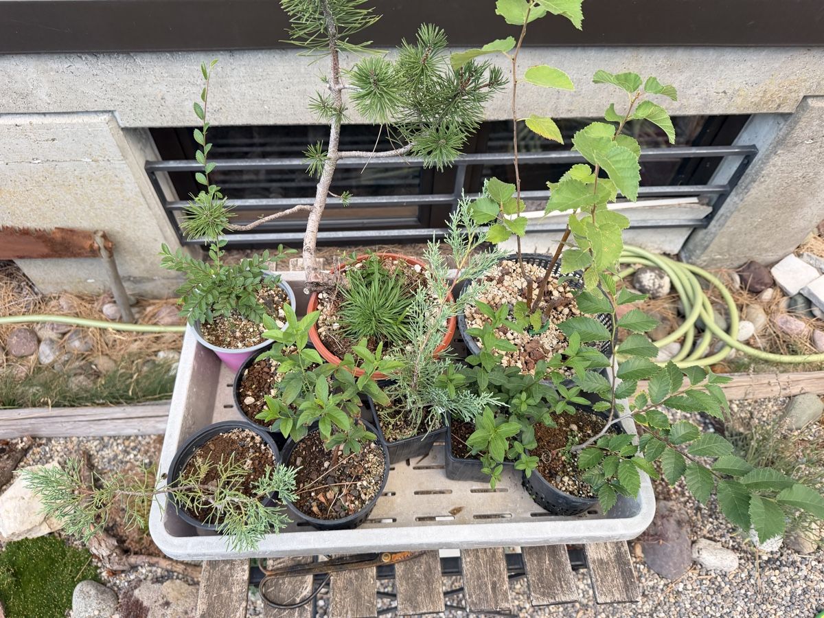 Piante & sementi: Diverse Bonsai Jungpflanzen – Nuovo (secondo la descrizione) da Suhr venduto da BonsaiGutzi 3