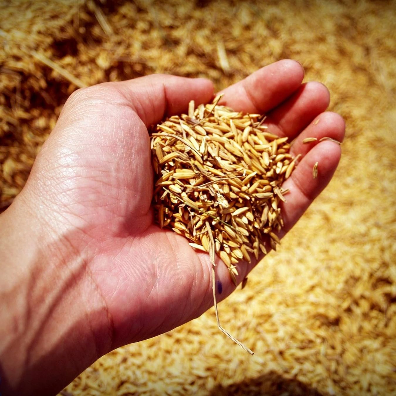 Elettrodomestici da cucina: Mühle Manuelle Handschrotmühle Getreidemühle Malz Bier – Usato da Hundwil venduto da pac_6jh8 5