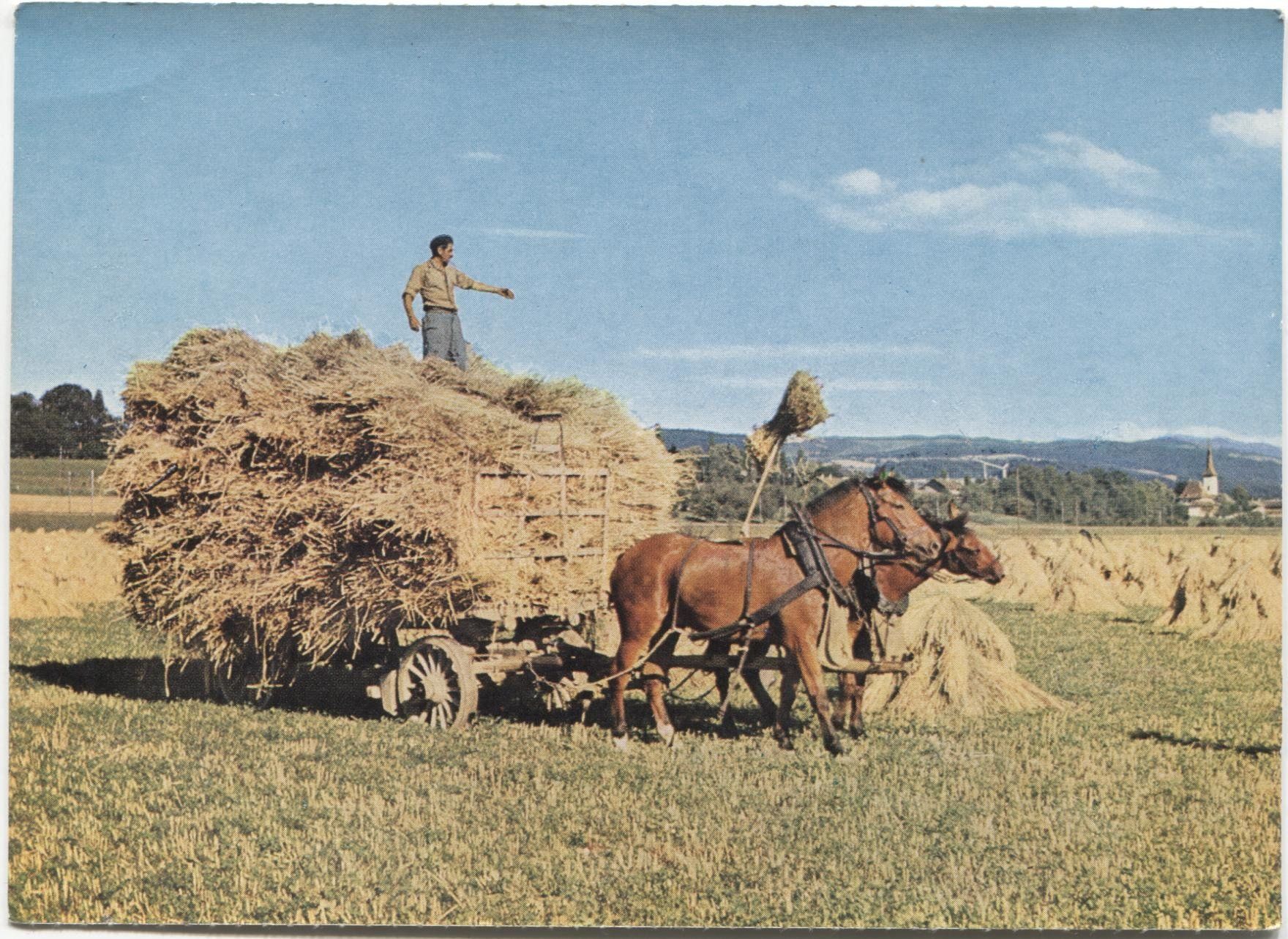 Cartes postales: LANDWIRTSCHAFT 1950 Kanton Bern Strohernte mit Pferd – D'occasion à Wil SG par Clanx