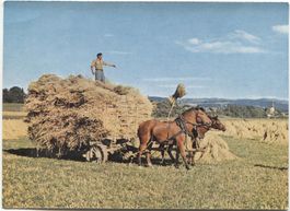 LANDWIRTSCHAFT 1950 Kanton Bern Strohernte mit Pferd