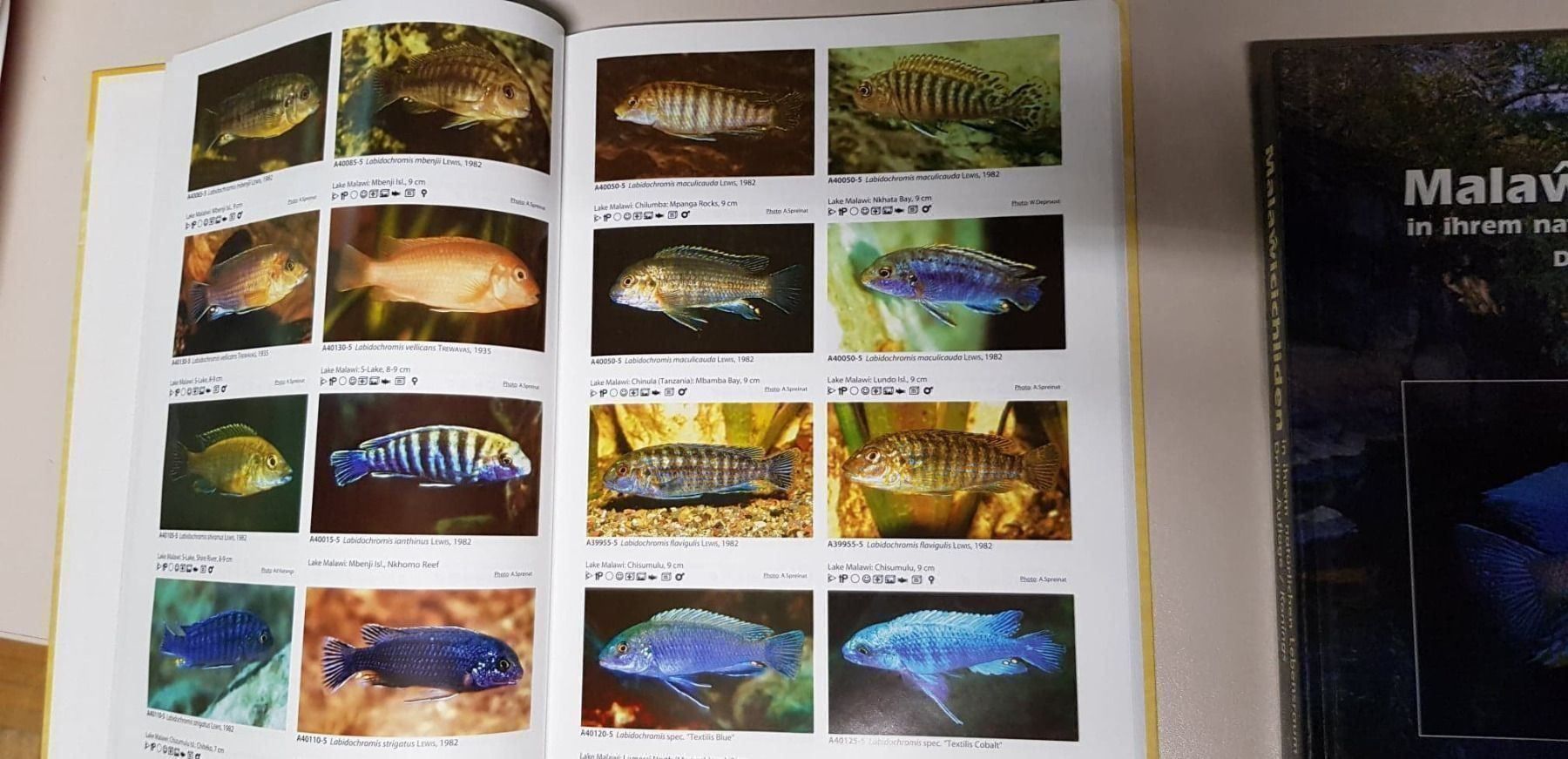 Libri: Aqualog, African Cichlids 1 – Usato da Beckenried venduto da Claduia 2