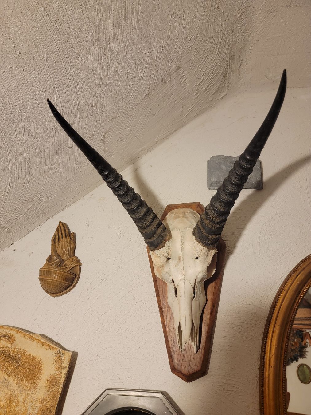 Altre raccolte & rarità: Antilopen Art – Usato da Sils im Domleschg venduto da platin01 2