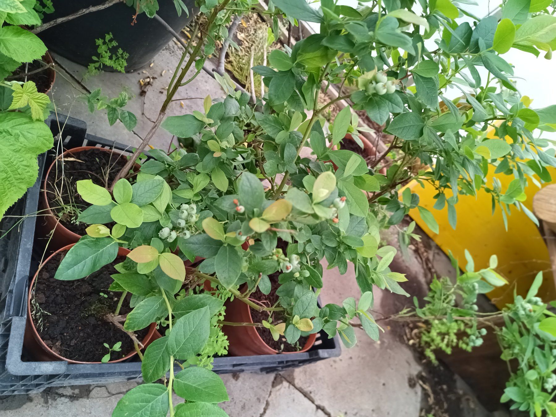 Piante & sementi: Heidelbeere in Bio Qualität – Usato da Zug venduto da SirGoldFish 1