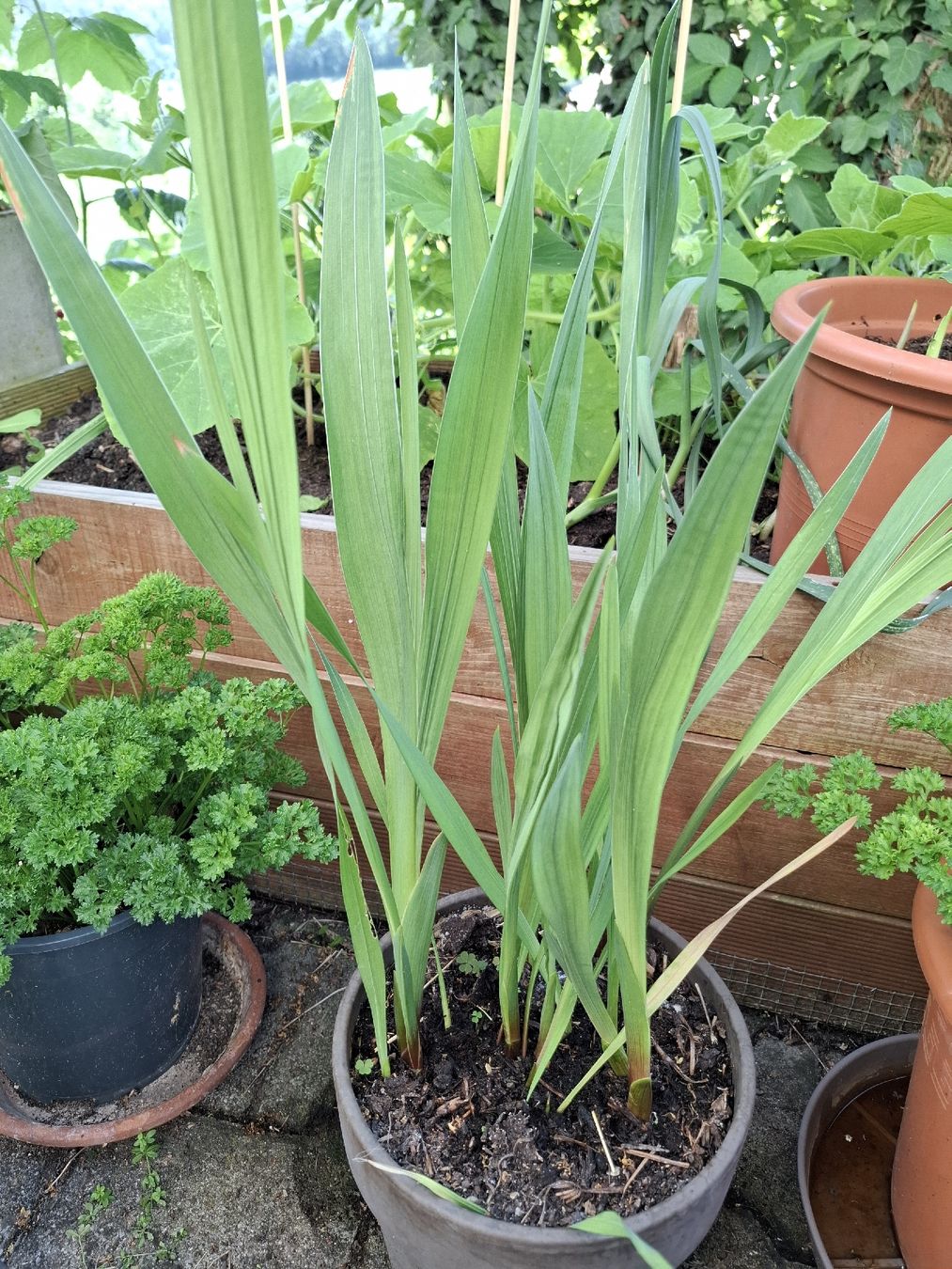 Pflanzen & Samen: Gladiole – Gebraucht aus Zeihen von P_B4