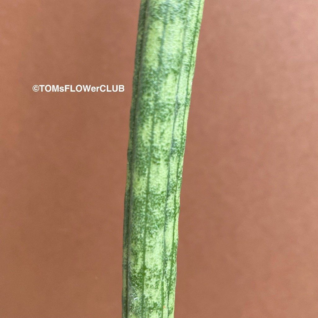 Piante & sementi: Sansevieria Hallii Lundi Bat - schlang & elegant – Nuovo e nell'imballaggio originale da Adliswil venduto da asTOMas963 1