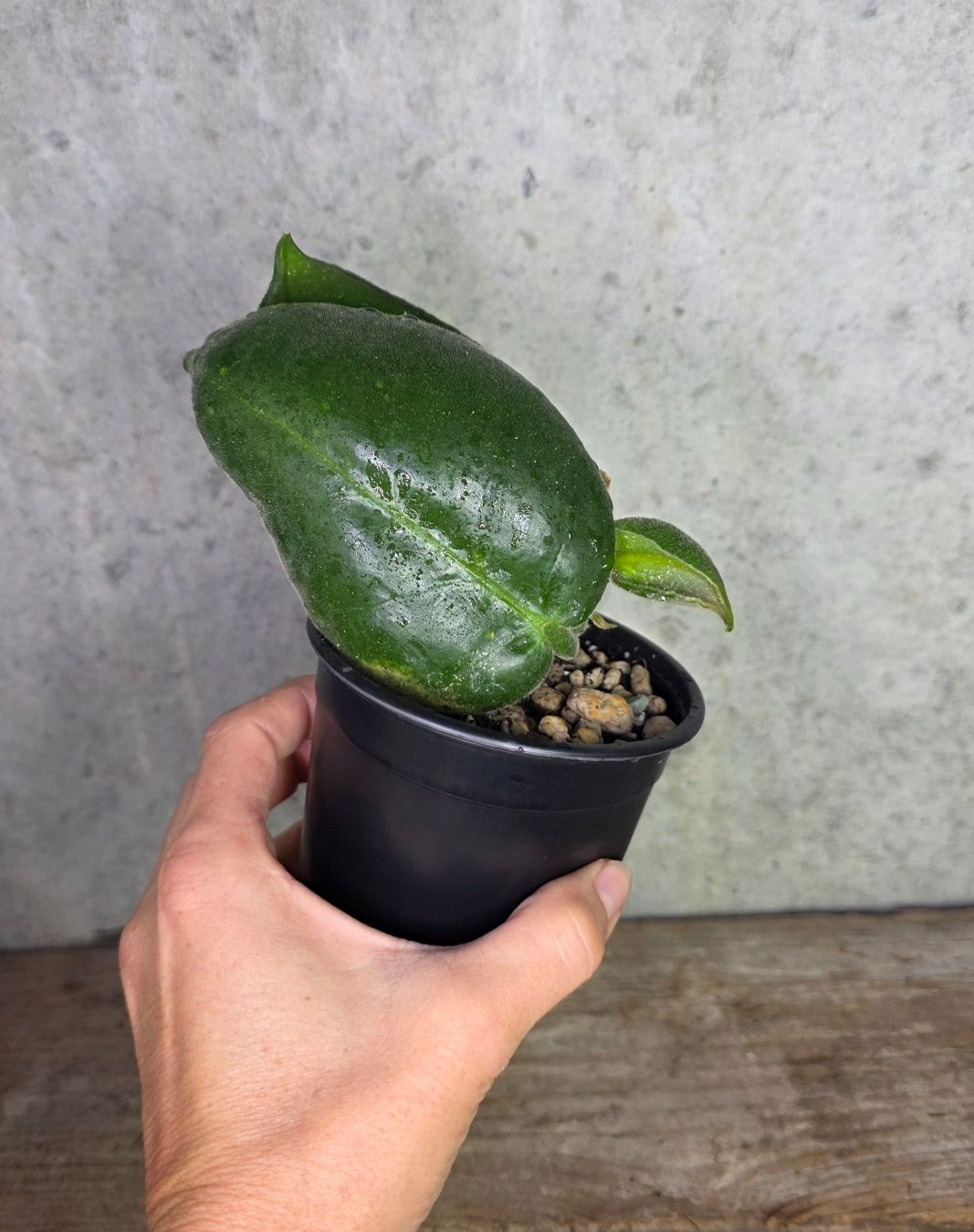 Pflanzen & Samen: Hoya calycina Stargazer – Neu (gemäss Beschreibung) aus St.Erhard von Plumilandschweiz 1
