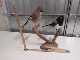 Präparat Eichelhäher & Elster auf Ast