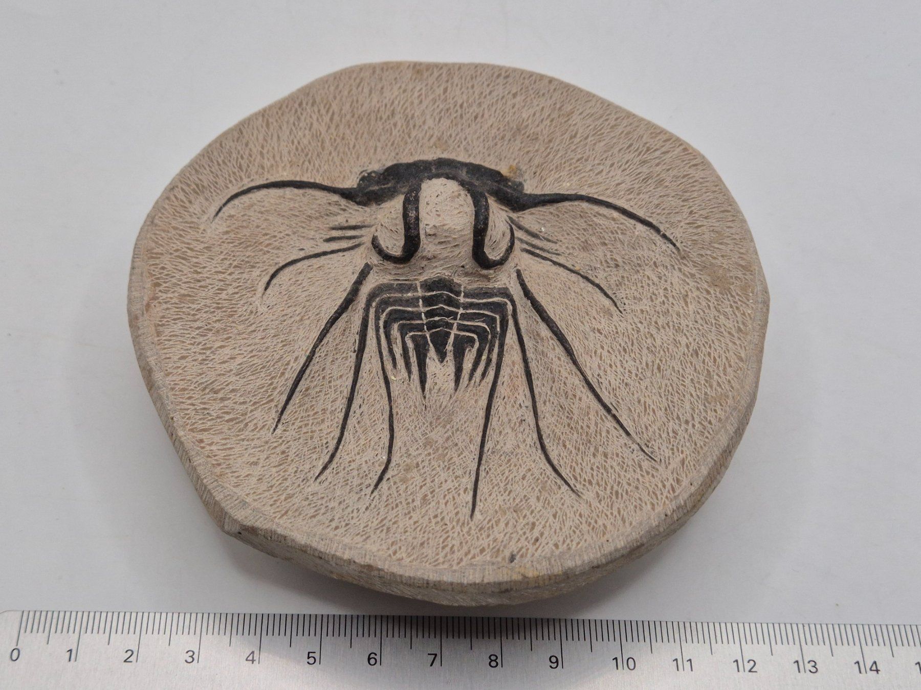 Fossili: Trilobit Dicranurus, Marokko, LESEN – Nuovo e nell'imballaggio originale da Winterthur venduto da LukasMineralienOase 1