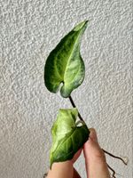 🌿 Syngonium T25 – baby plant 🌿