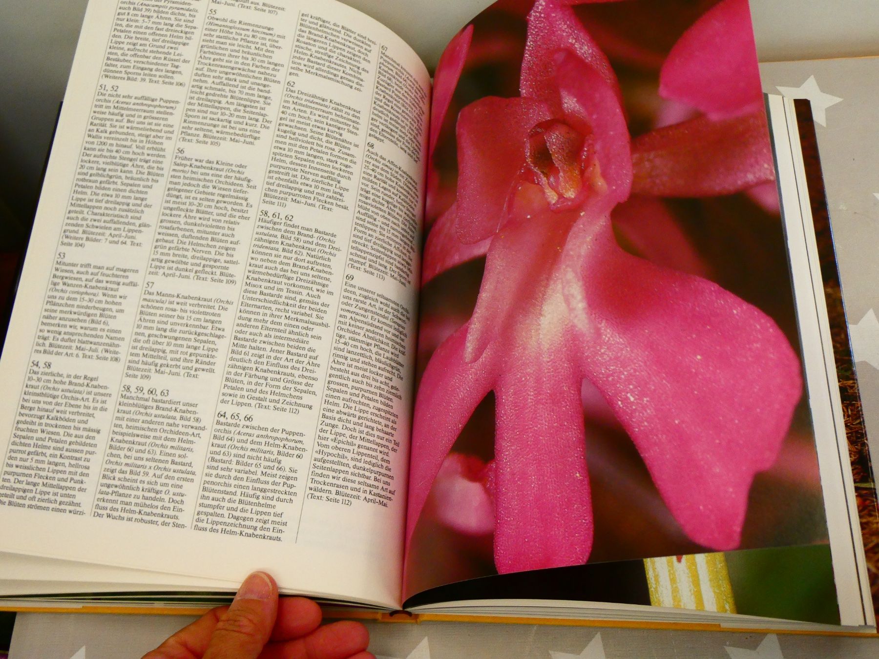 Libri: Buch: Die Orchideen der Schweiz Silva-Verlag – Usato da Rafz venduto da Powacaddy 5
