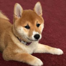 Profile image of cachorro