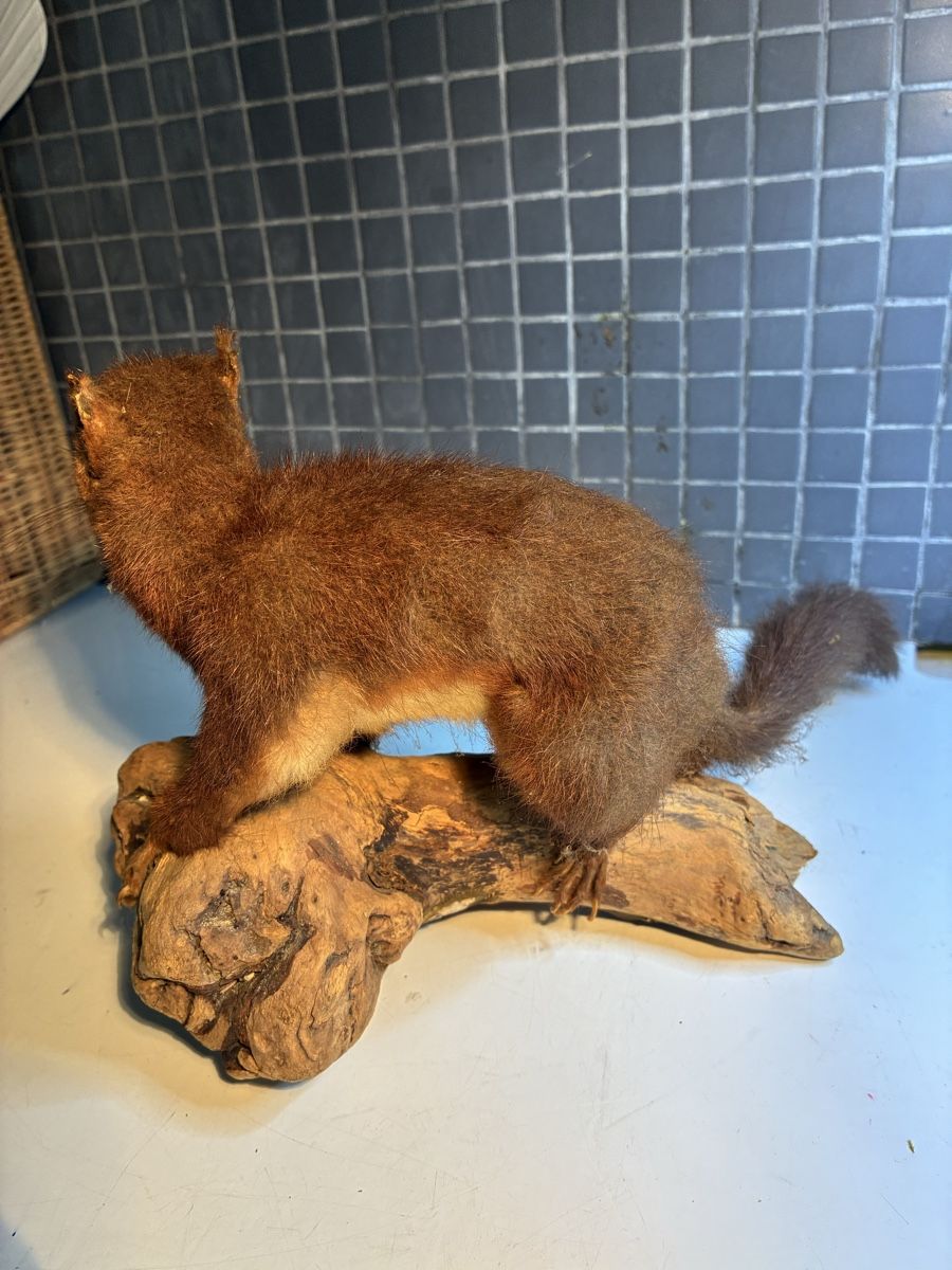 Il mondo degli animali: Écureuil naturalisé vintage - Eichhörnchen gestopft – Usato da La Neuveville venduto da Canelle4 6
