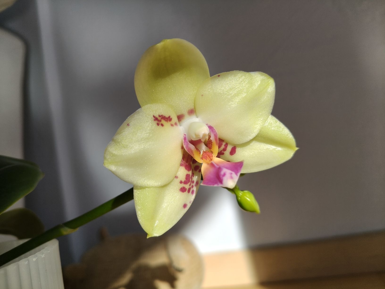Plantes & graines: Phalaenopsis Mituo Diamond Canary Miro 3 – D'occasion à Chamoson par Yuriyaa