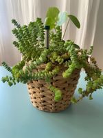 Duo: Dollarpflanze ' Pilea' und Felsendickblatt ' Crassula'