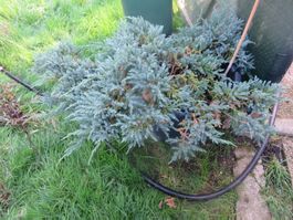 Auktion 🤩1x Thuja Bonsay 130 cm Pflanze Deko