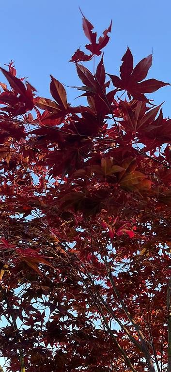 Piante & sementi: Roter Japanischer Ahorn – Usato da Rickenbach LU venduto da Haefliger03 2