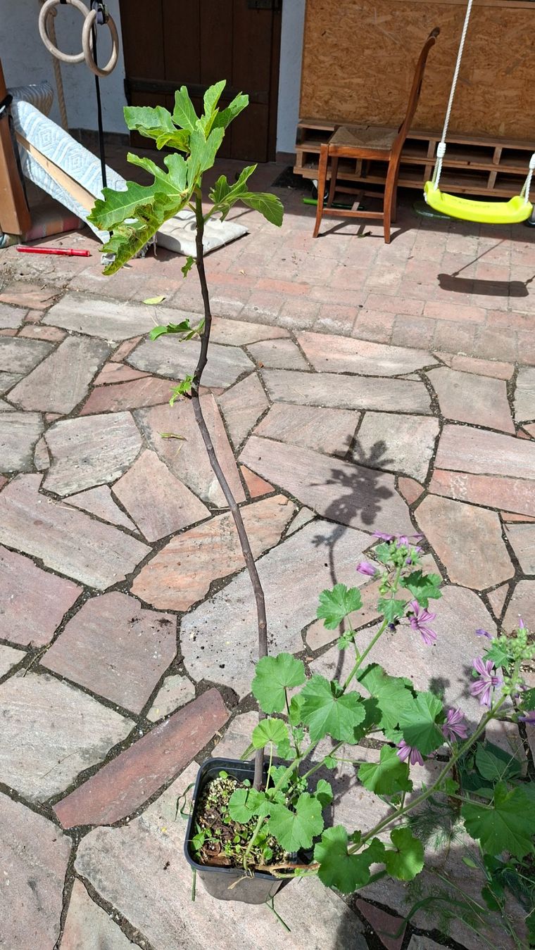 Piante & sementi: Mittelgrosser Feigenbaum – Usato da Alikon venduto da Brunzolini