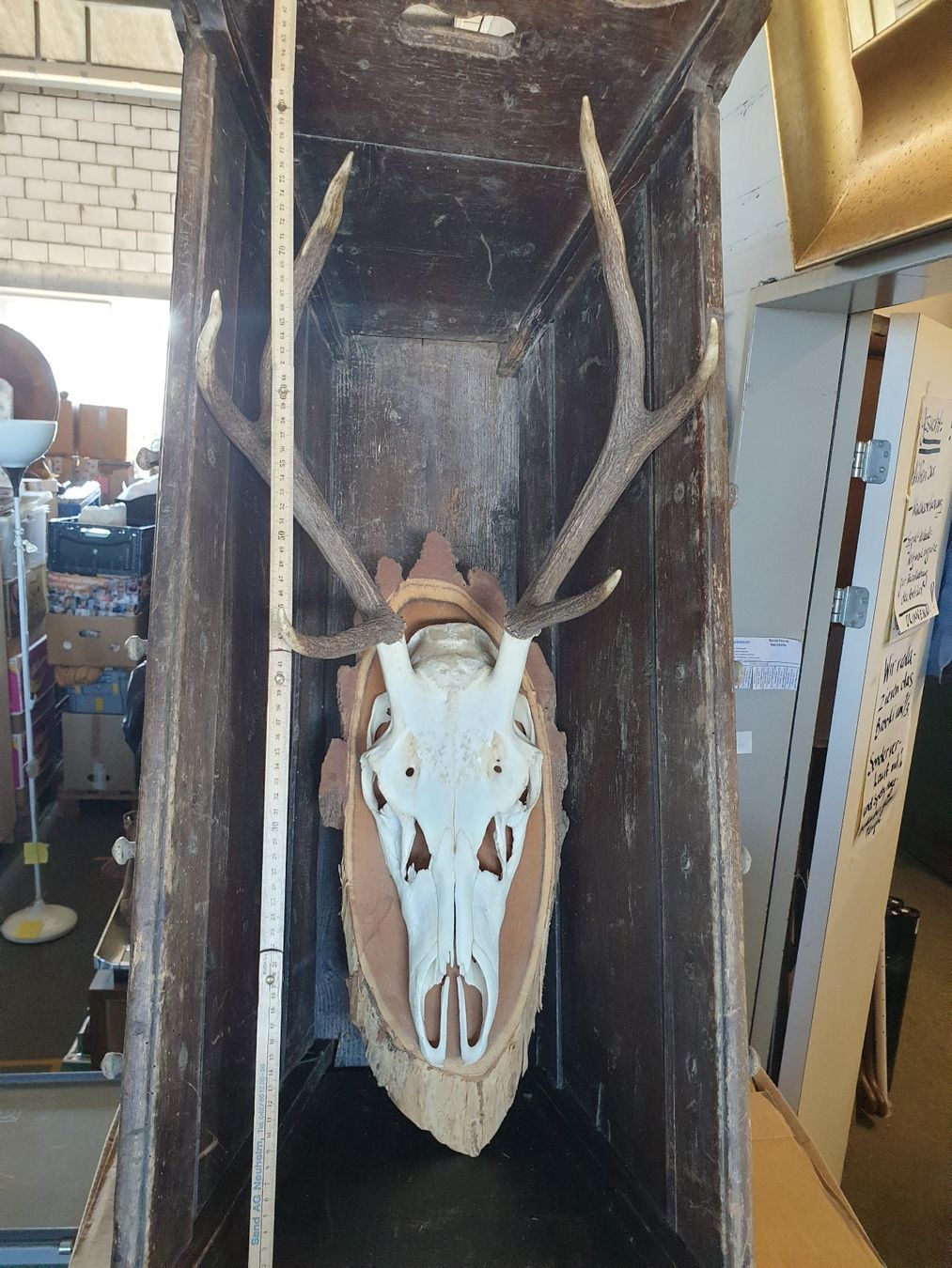 Sonstiges zum Sammeln & Seltenes: Hirschgeweih mit Schädel 6 Ender 35 X 80cm echte Jagttrophäe – Gebraucht aus Wädenswil von tome70 3