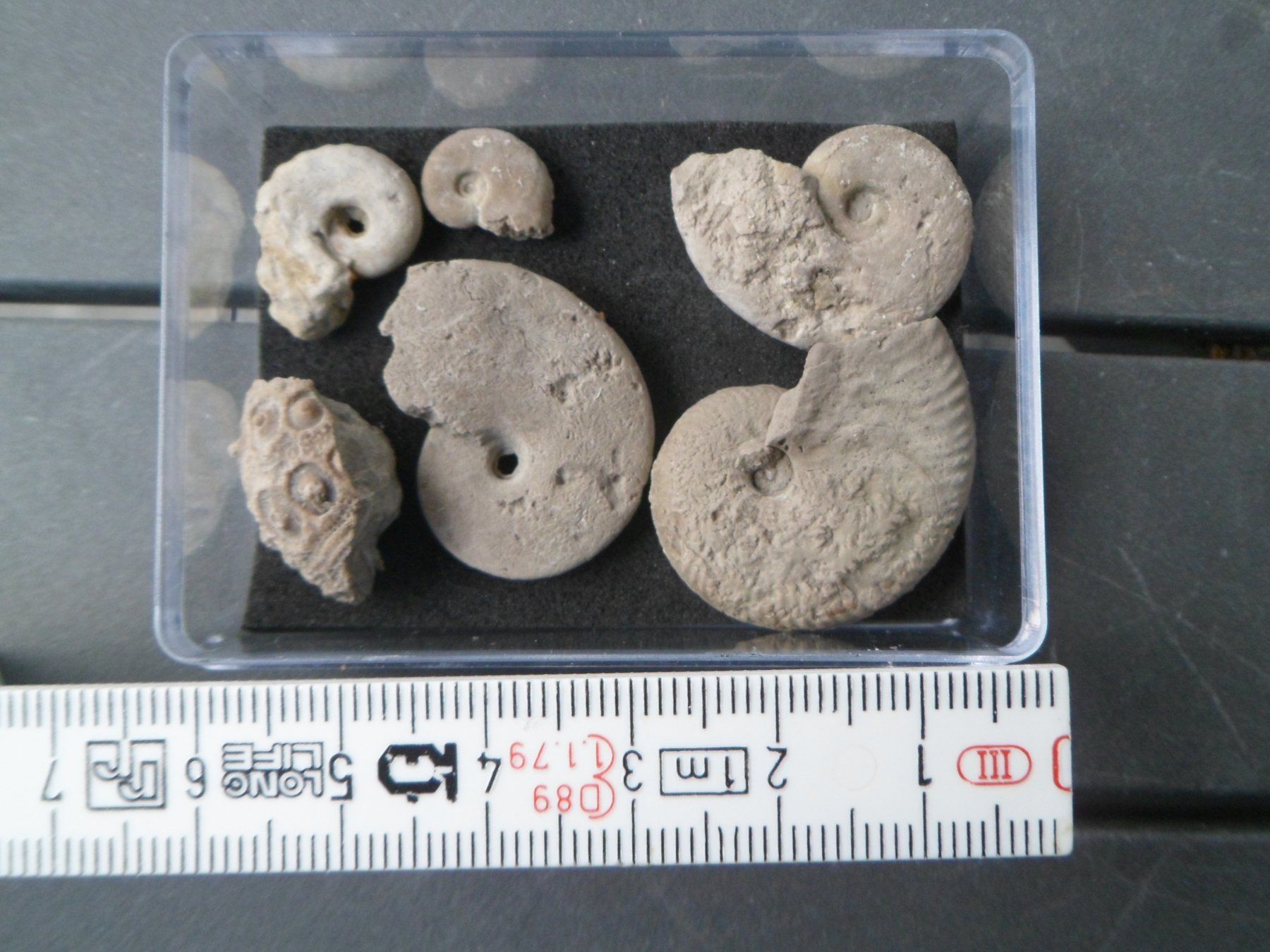 Fossiles: Fossil Schweiz – D'occasion à Affoltern am Albis par Fossil60 1