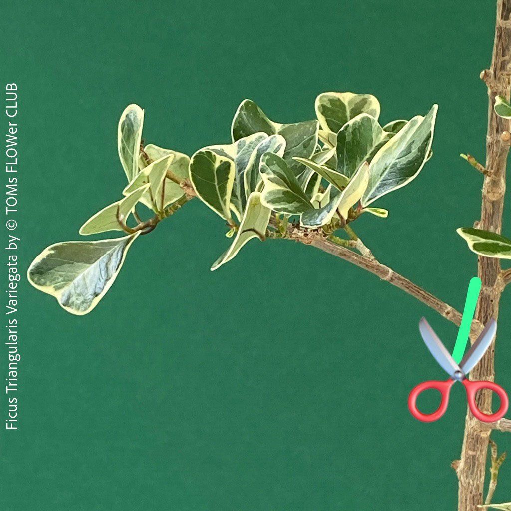 Piante & sementi: Ficus Triangularis Variegata - frischer 15cm Kopfsteckling – Nuovo e nell'imballaggio originale da Adliswil venduto da astom369 2