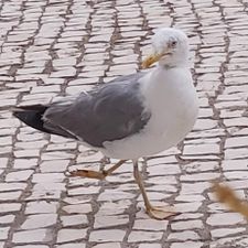 Profile image of sacatudo