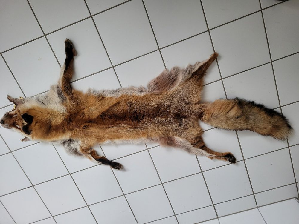 2 Jagd Fuchsfelle 1