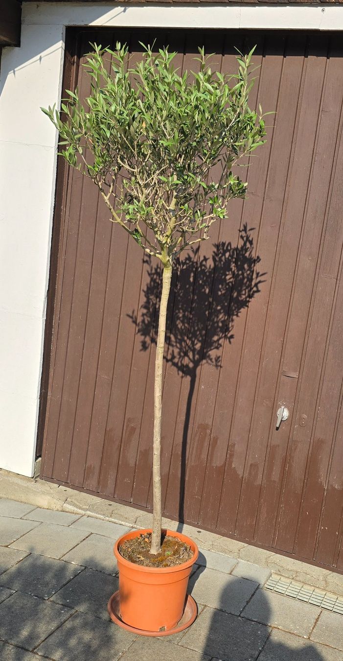 Plantes & graines: Olivenbaum Hochstamm – D'occasion à Aarburg par popkorn65 5
