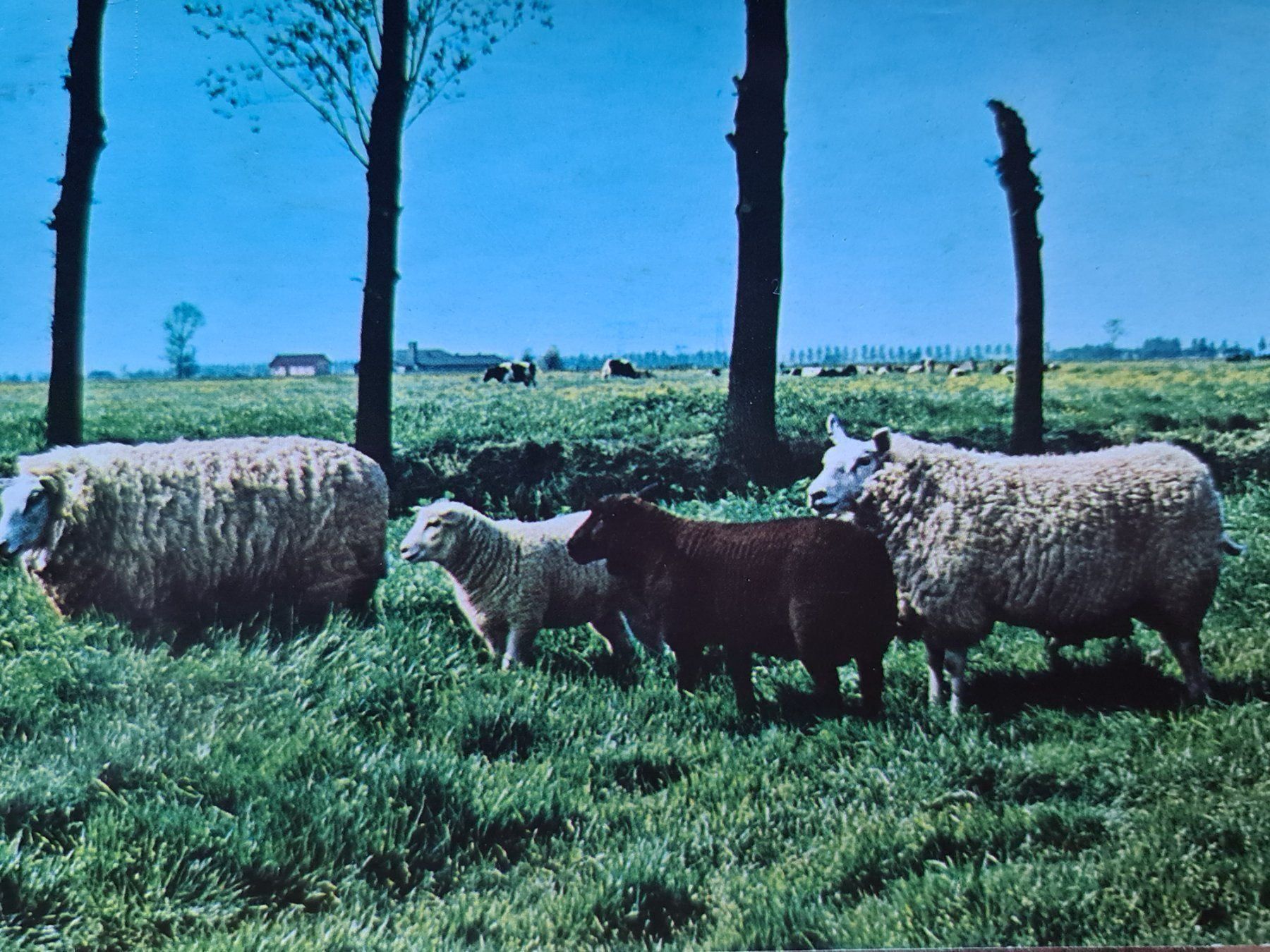 Ansichtskarten: Ansichtskarte Schafe 1976 – Gebraucht aus Dintikon von Vexi