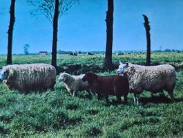 Ansichtskarte Schafe 1976