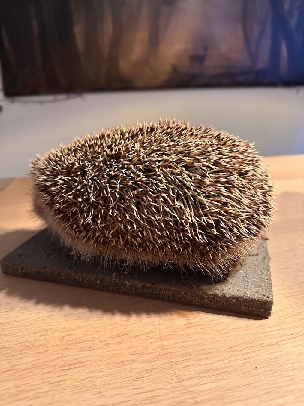Il mondo degli animali: Präparierte Igel – Usato da Arboldswil venduto da Rhacodactylus 2