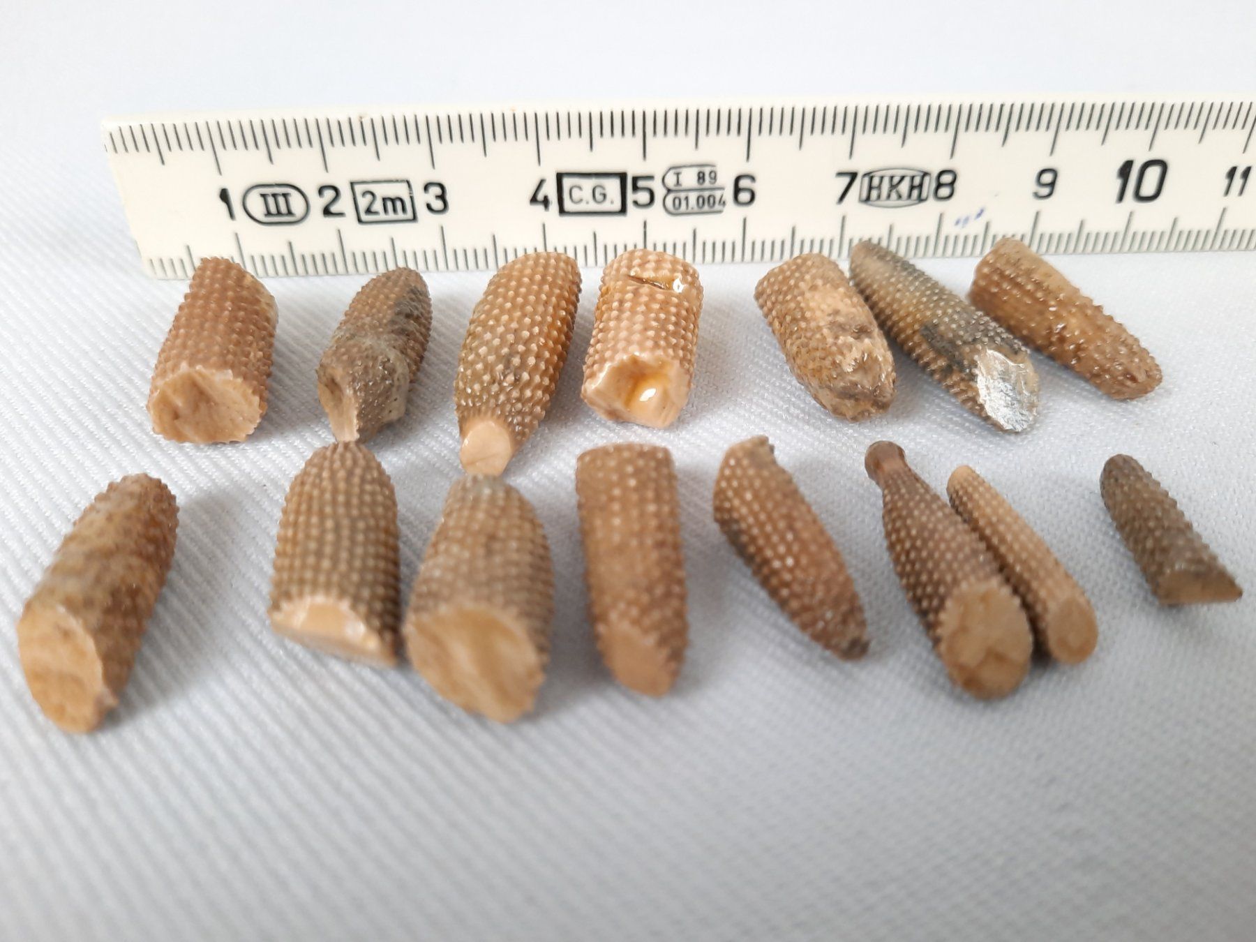Fossilien: Fossilien – Gebraucht aus Beinwil am See von Restwert_Beinwil 5