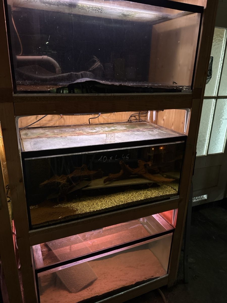 Aquarium: Aquarium Zuchtregal – Gebraucht aus Gais von Marcogais 2