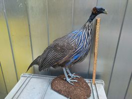 Grosses, präpariertes Geierperlhuhn, sehr speziell!