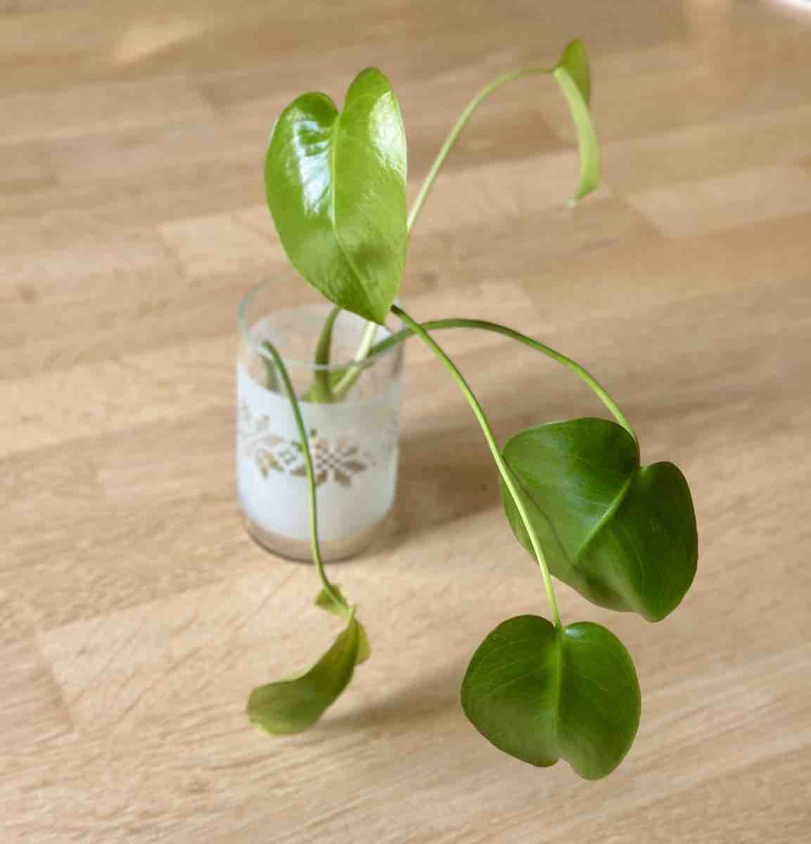 Plantes & graines: Monstera Ableger (2 Stück) – Neuf (Voir description) à Bern par ACR12 3