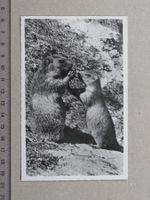 Murmeltier, Murmeltiere