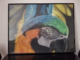 Gemälde (Ara)  Kreide auf Papier hinter Glas gerahmt.